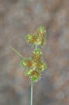 Saltmarsh umbrella-sedge